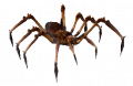 Brutální smrtelný jedovatý pavouk.png